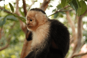 Costa Rica is the Latin American paradise of ecotourism